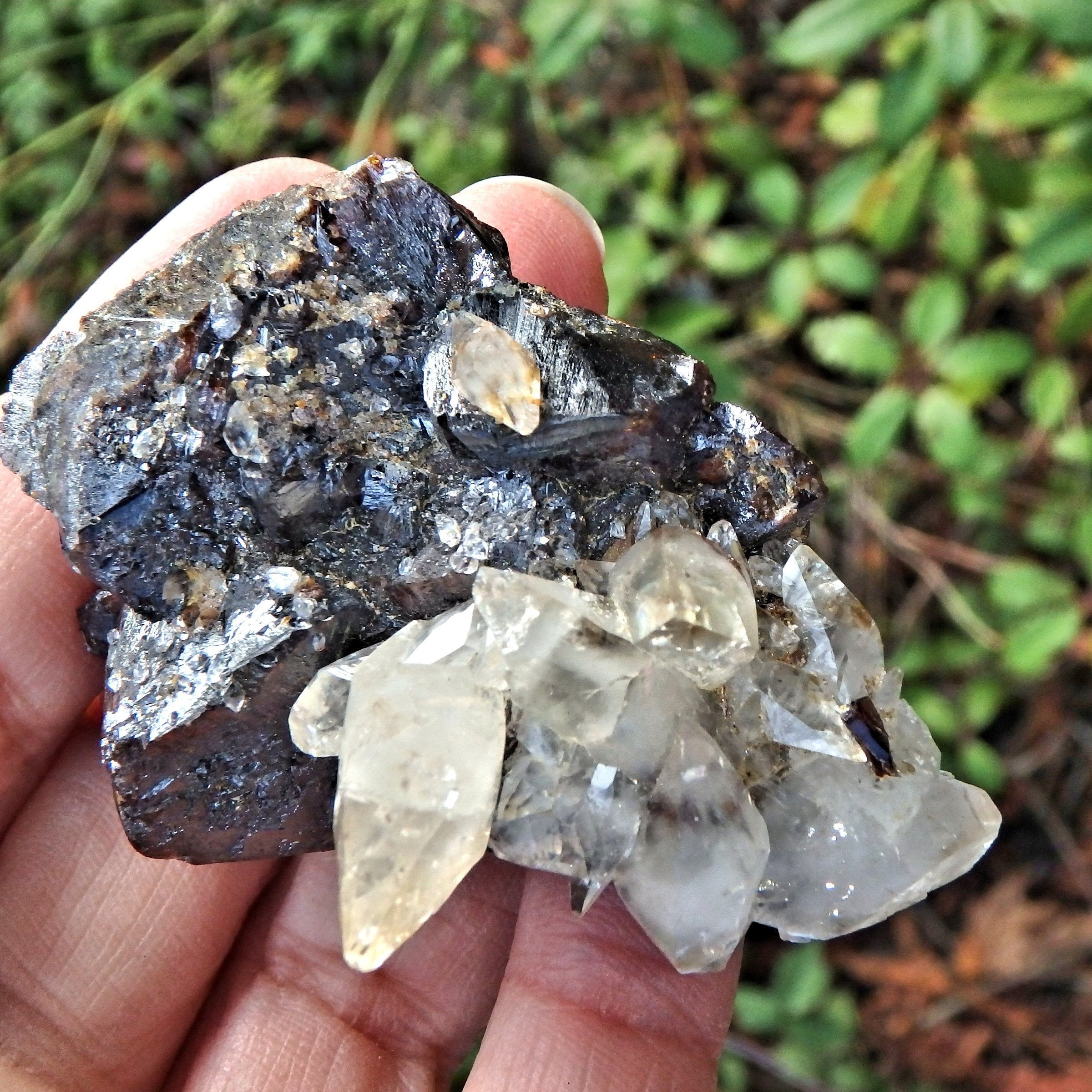 Perfect Points Golden Elmwood Mine Calcite on Burgundy Sphalerite Matrix Collectors Specimen - Earth Family Crystals