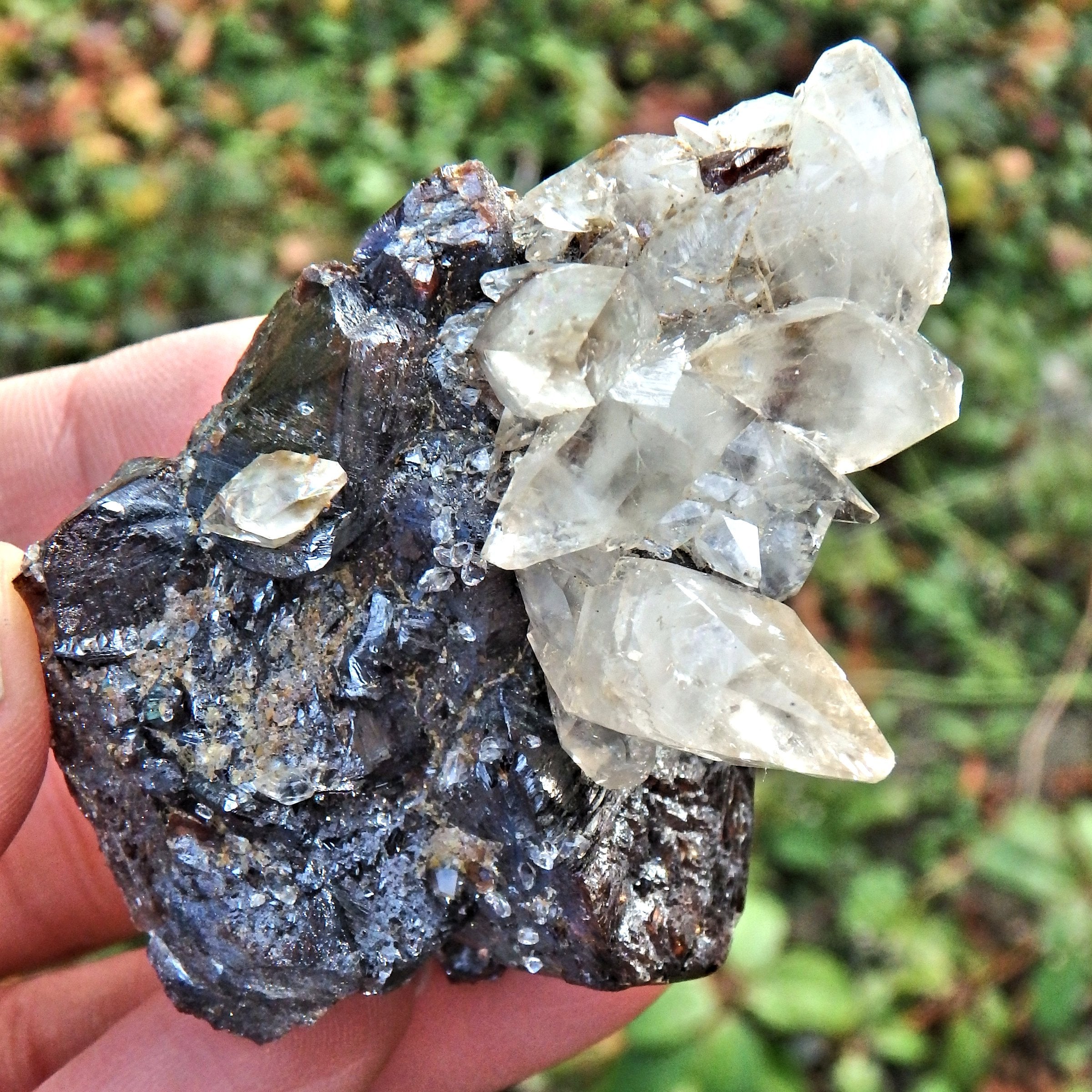 Perfect Points Golden Elmwood Mine Calcite on Burgundy Sphalerite Matrix Collectors Specimen - Earth Family Crystals