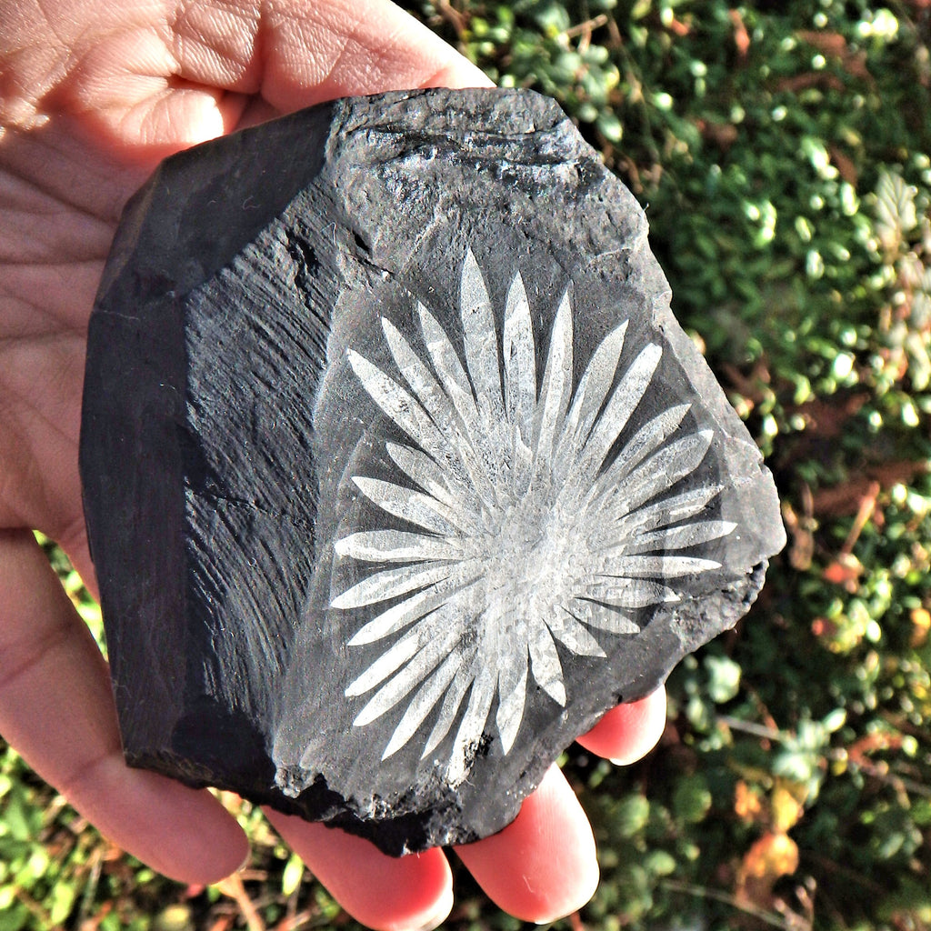 Gorgeous Complete Blooming Flower Natural Chrysanthemum Stone Specimen 3 - Earth Family Crystals