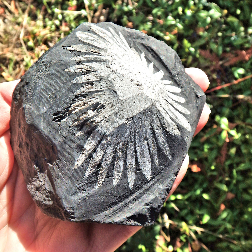 Gorgeous Complete Blooming Flower Natural Chrysanthemum Stone Specimen 2 - Earth Family Crystals