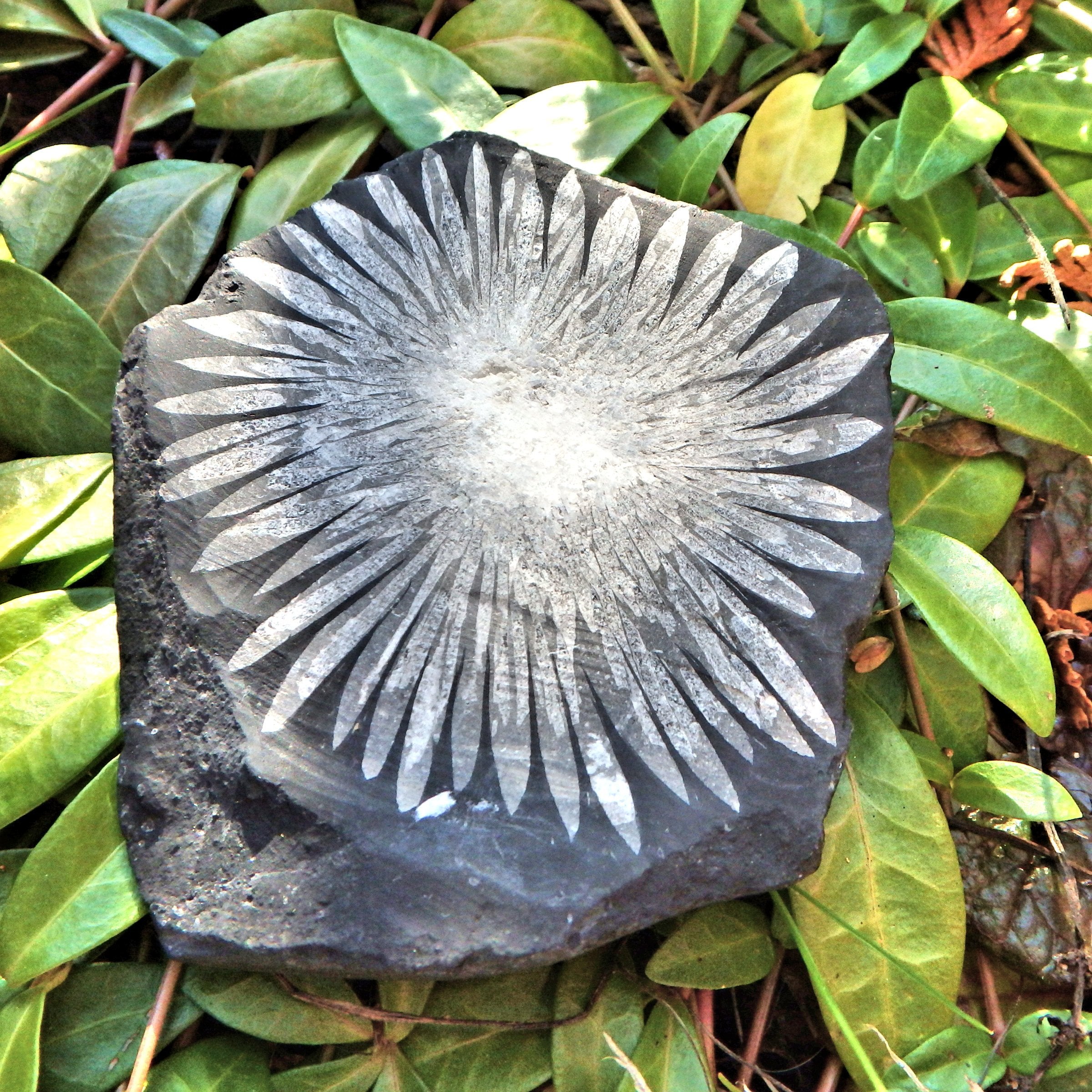 Gorgeous Complete Blooming Flower Natural Chrysanthemum Stone Specimen 1 - Earth Family Crystals