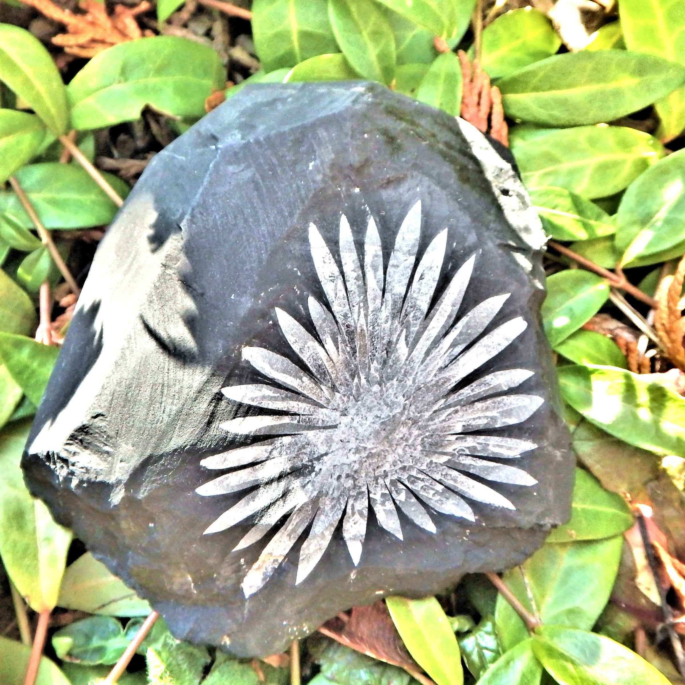 Gorgeous Complete Blooming Flower Natural Chrysanthemum Stone Specimen 3 - Earth Family Crystals