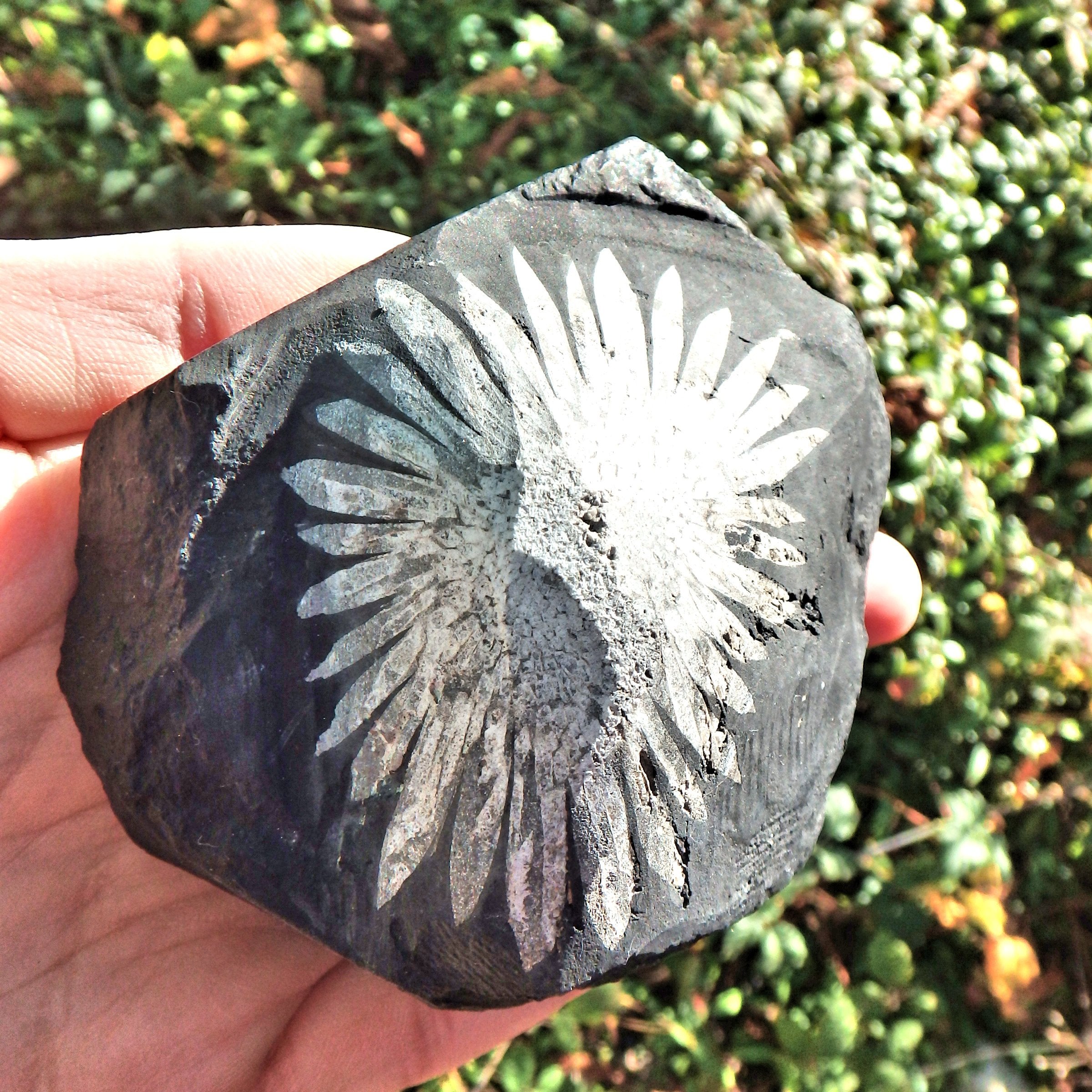 Gorgeous Complete Blooming Flower Natural Chrysanthemum Stone Specimen 2 - Earth Family Crystals
