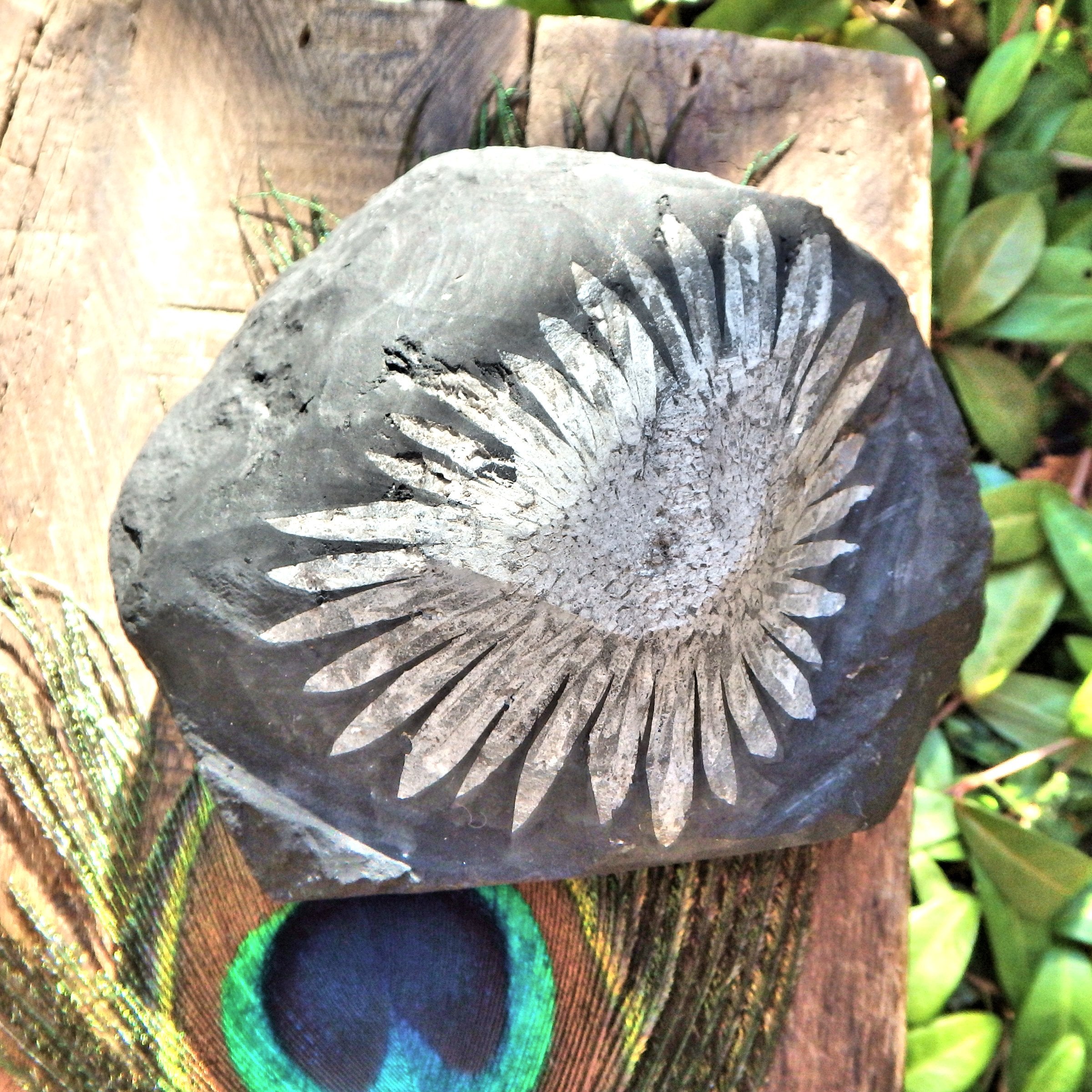 Gorgeous Complete Blooming Flower Natural Chrysanthemum Stone Specimen 2 - Earth Family Crystals