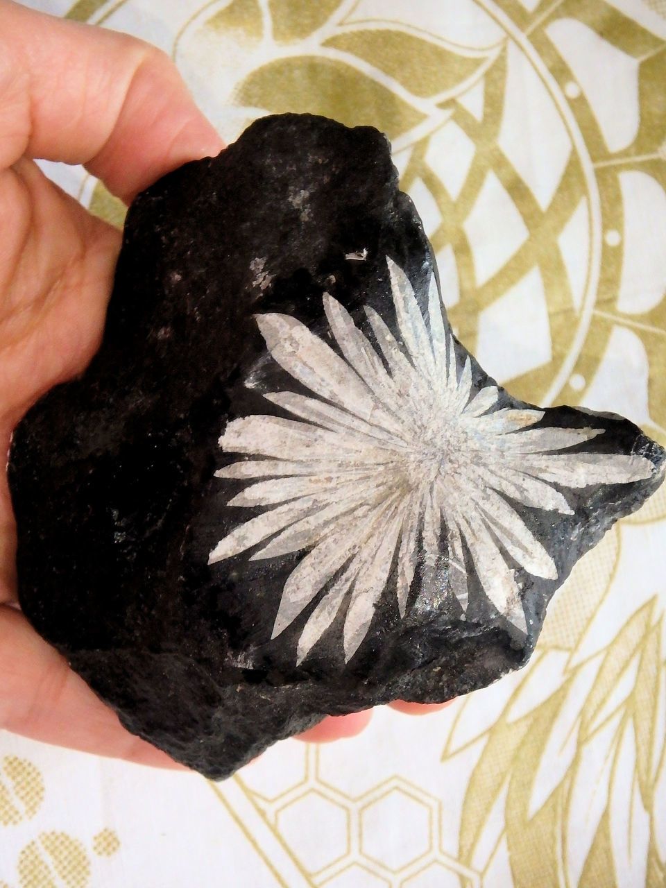 Forever in Bloom Completely Natural Chrysanthemum Stone Flower Specimen - Earth Family Crystals