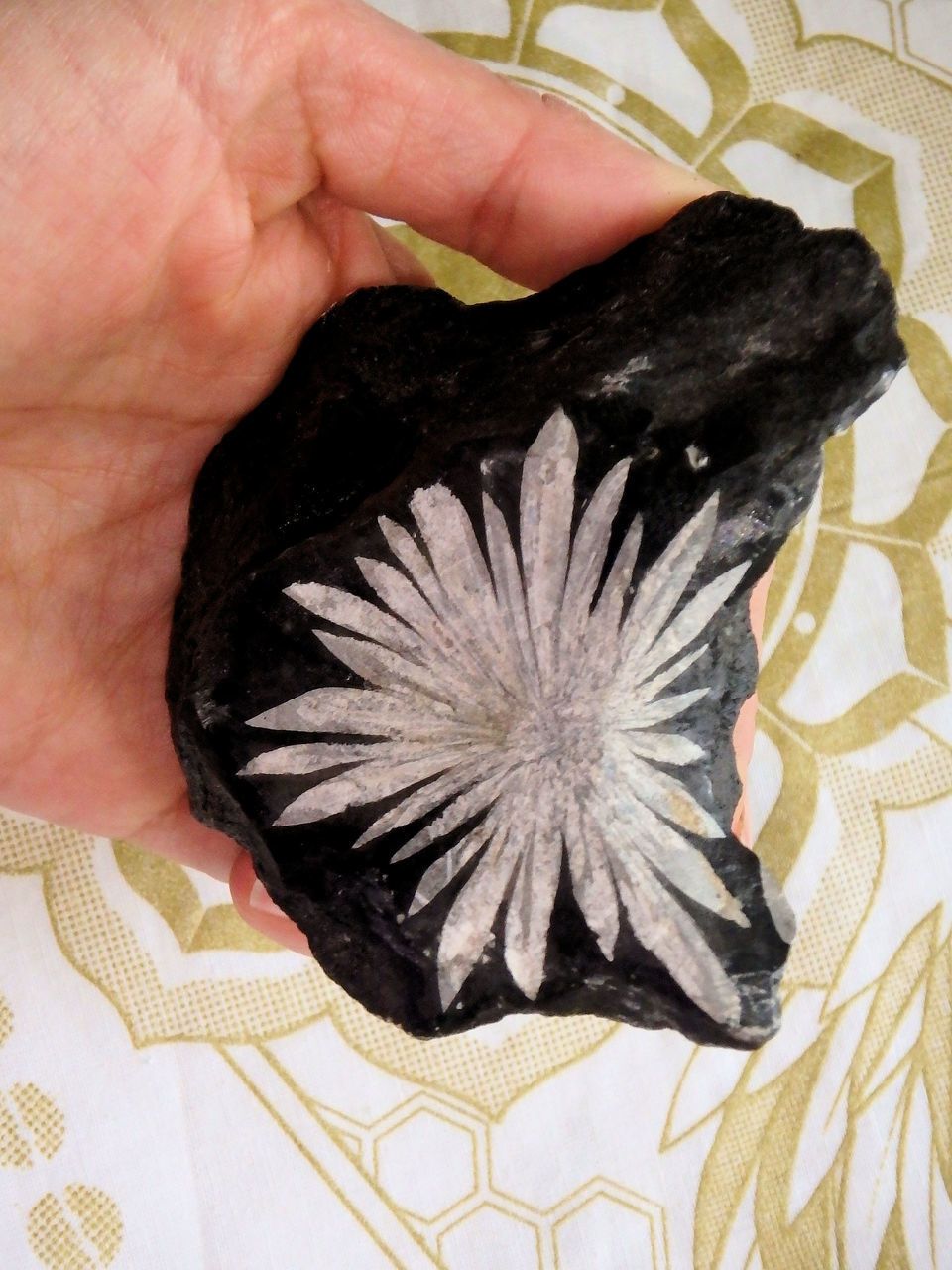 Forever in Bloom Completely Natural Chrysanthemum Stone Flower Specimen - Earth Family Crystals