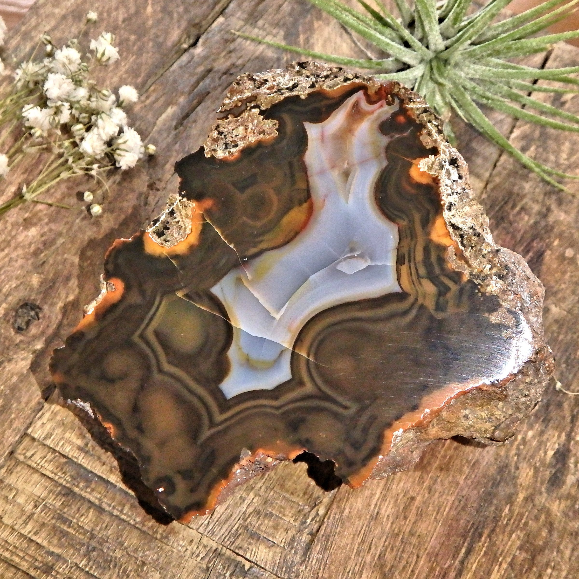 Patagonia Condor Agate Partially Polished Display Specimen 2 - Earth Family Crystals