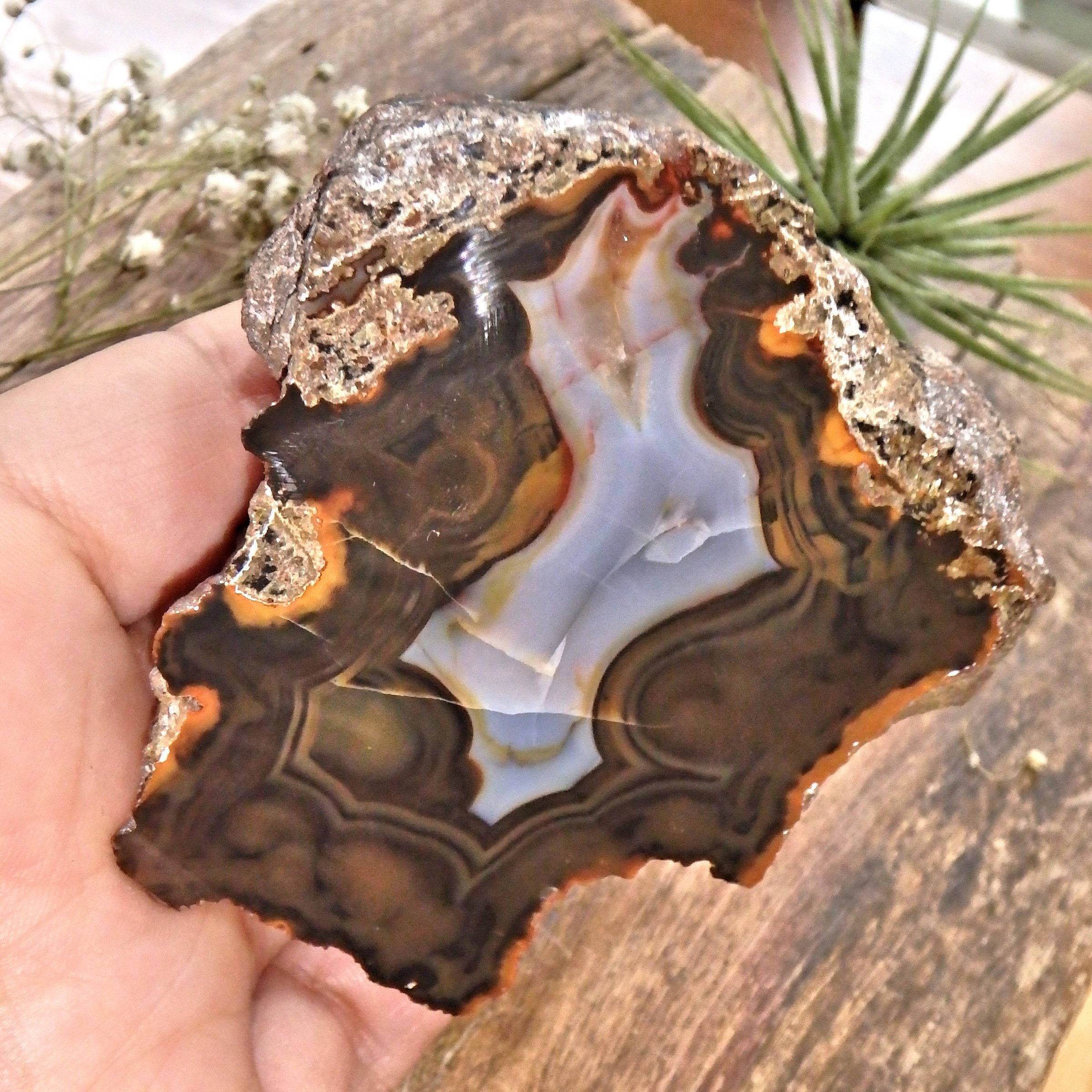 Patagonia Condor Agate Partially Polished Display Specimen 2 - Earth Family Crystals