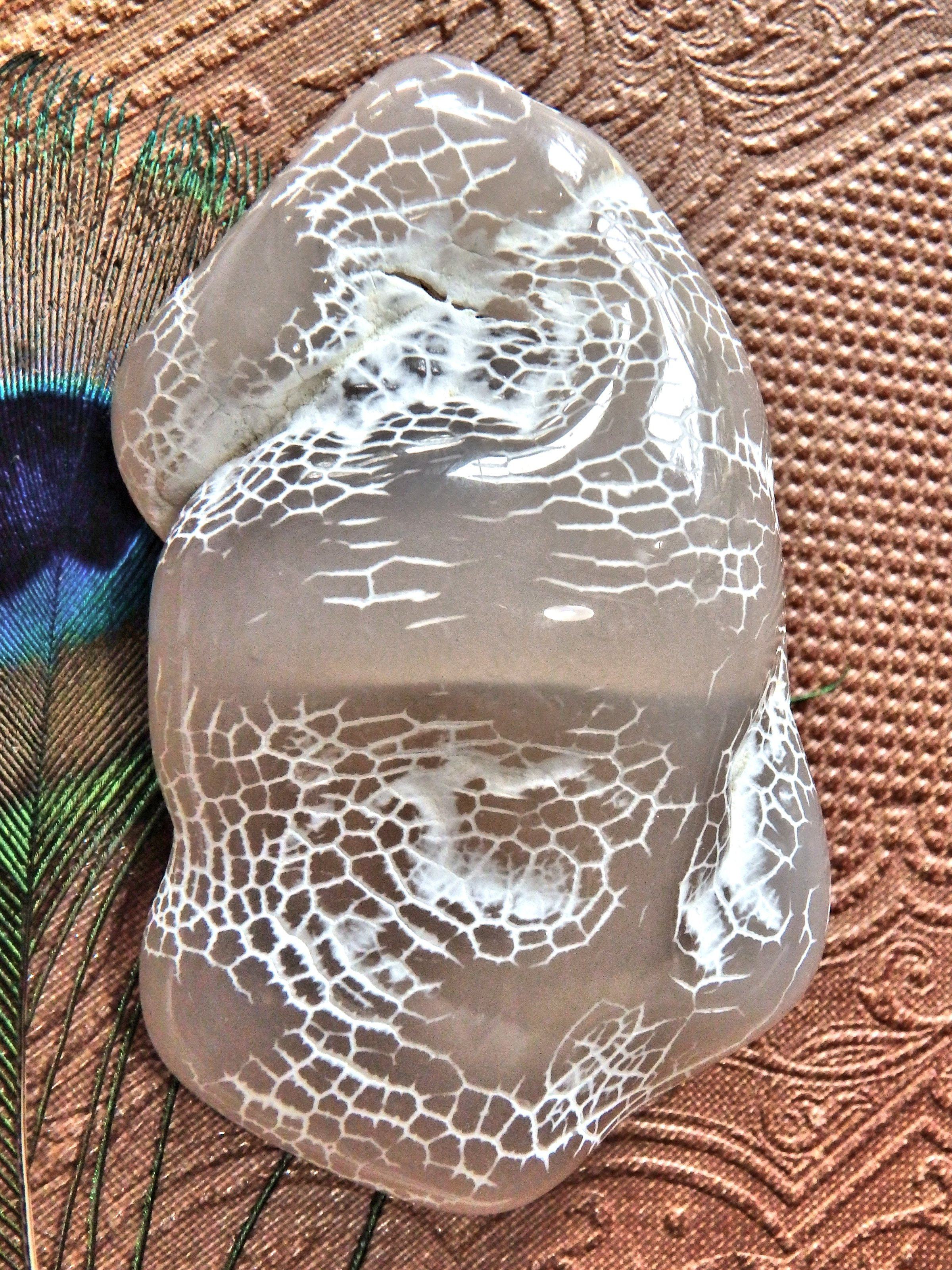 Cool Patterns Alligator Agate Specimen - Earth Family Crystals
