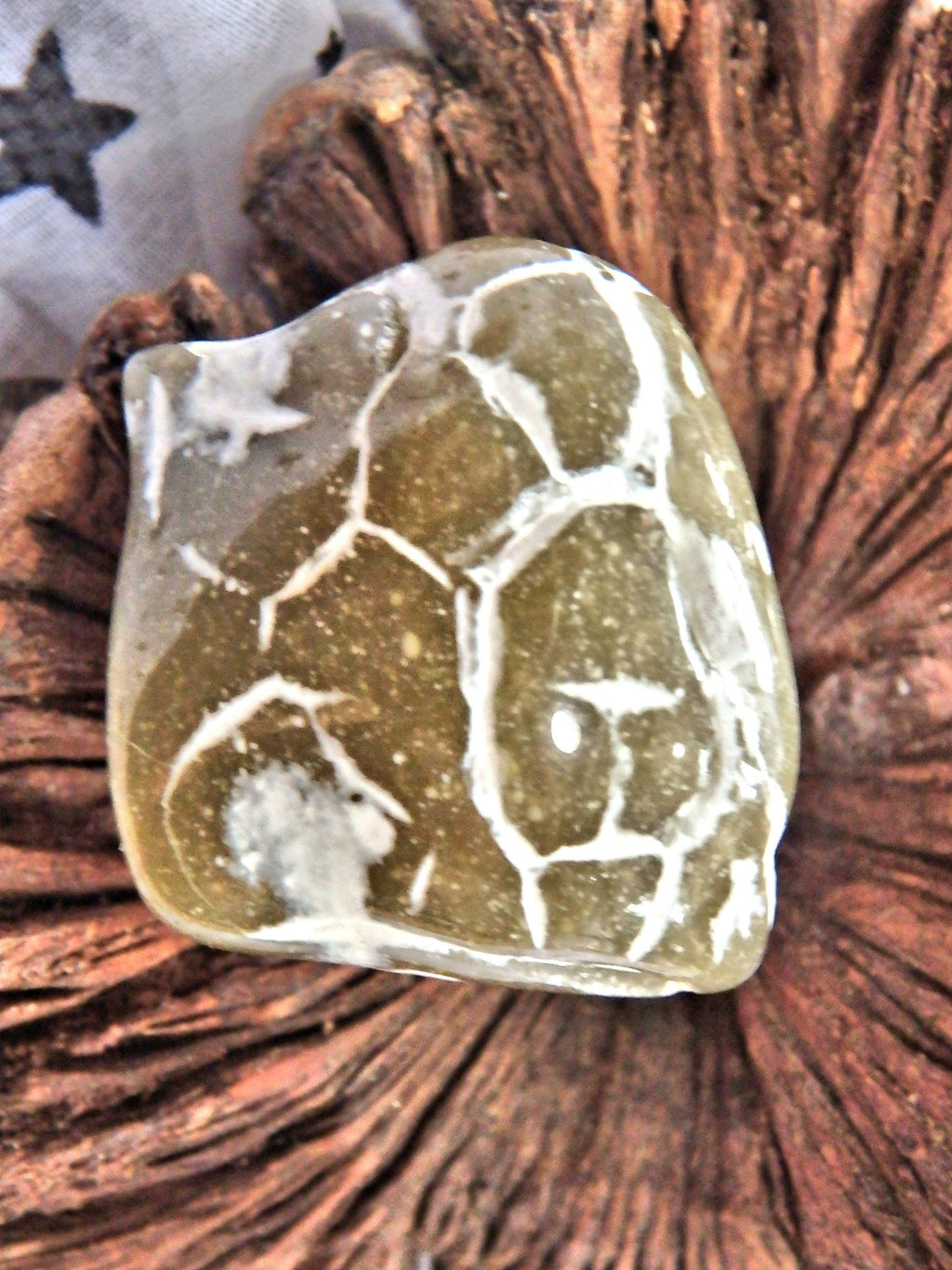 Cute  Alligator  Agate Nodule Specimen - Earth Family Crystals