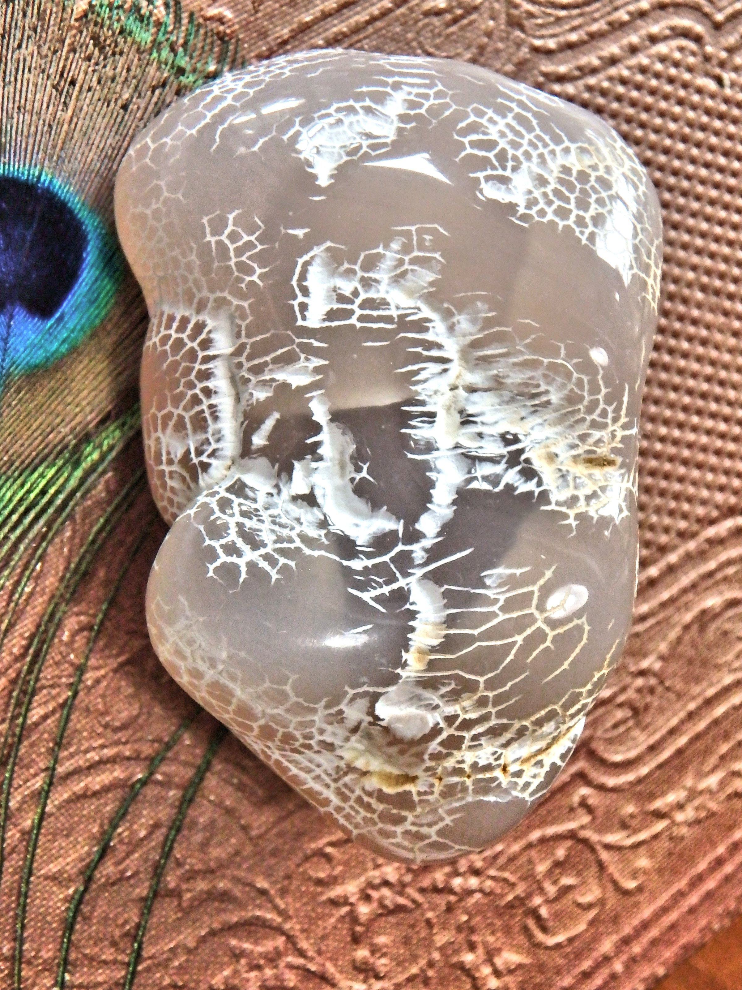 Cool Patterns Alligator Agate Specimen - Earth Family Crystals