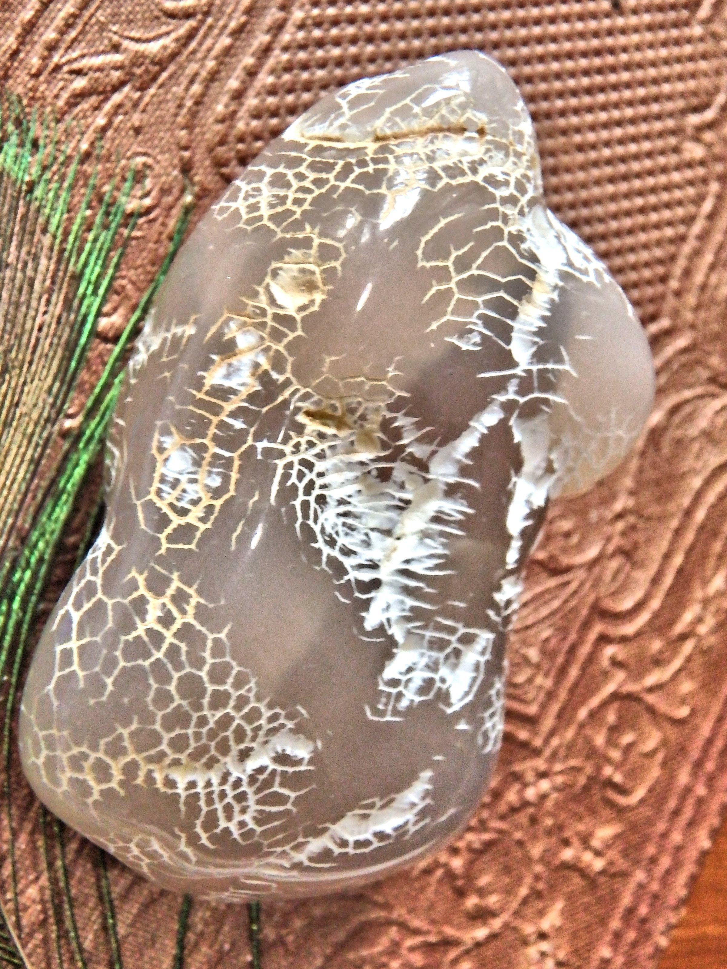 Cool Patterns Alligator Agate Specimen - Earth Family Crystals