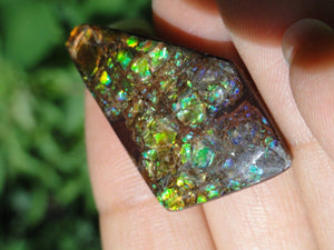 AMMOLITE CABOCHON From Alberta - Earth Family Crystals