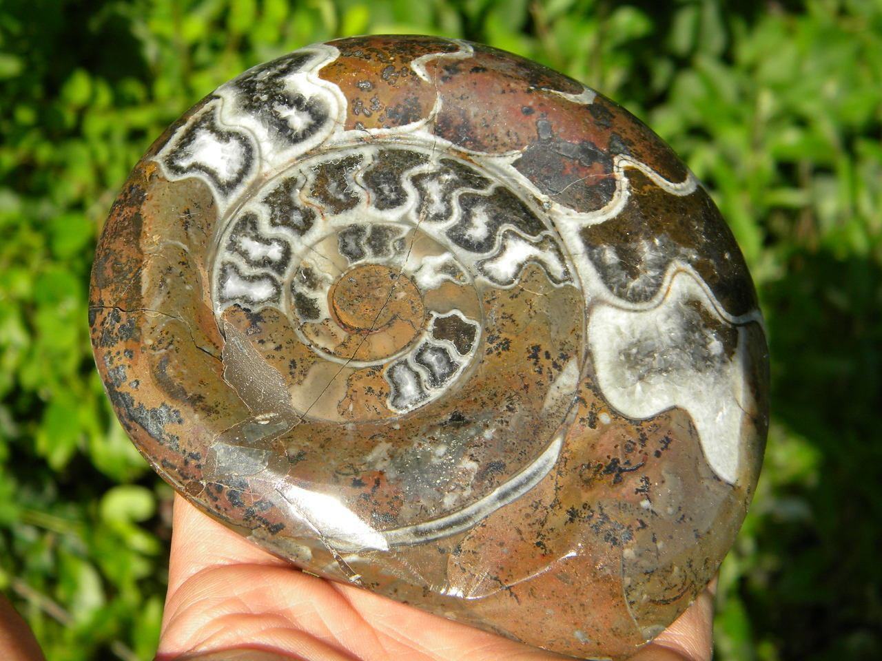 AMMONITE DISPLAY SPECIMEN* - Earth Family Crystals