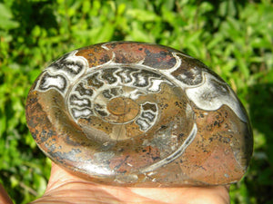 AMMONITE DISPLAY SPECIMEN* - Earth Family Crystals