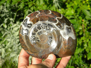 AMMONITE DISPLAY SPECIMEN* - Earth Family Crystals