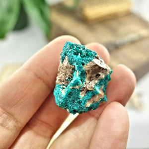 Rare Druzy Dioptase Dainty Collectors Specimen - Earth Family Crystals