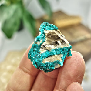 Rare Druzy Dioptase Dainty Collectors Specimen - Earth Family Crystals