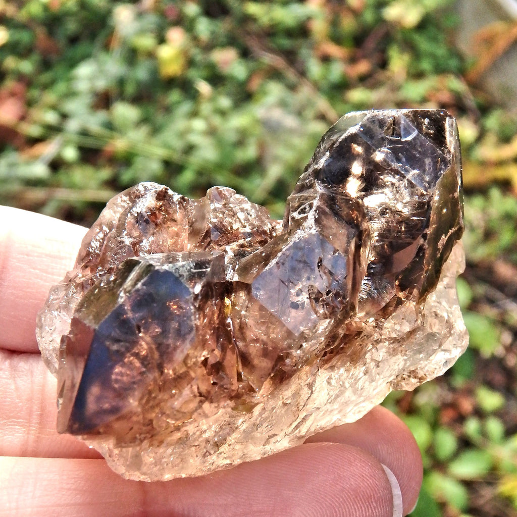 Nice Formation Dark Brown  Elestial Smoky Quartz From Brazil - Earth Family Crystals