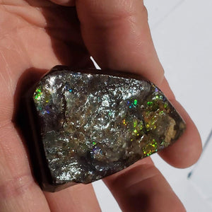 Chunky Alberta Ammolite Fossil Free Form Hand Held Specimen #4 - Earth Family Crystals