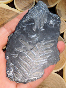 Unique Fern Fossil Free Form Specimen 1 - Earth Family Crystals