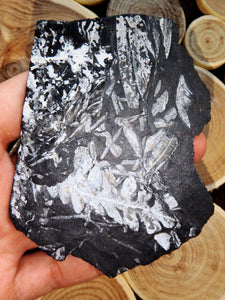 Unique Fern Fossil Free Form Specimen 2 - Earth Family Crystals