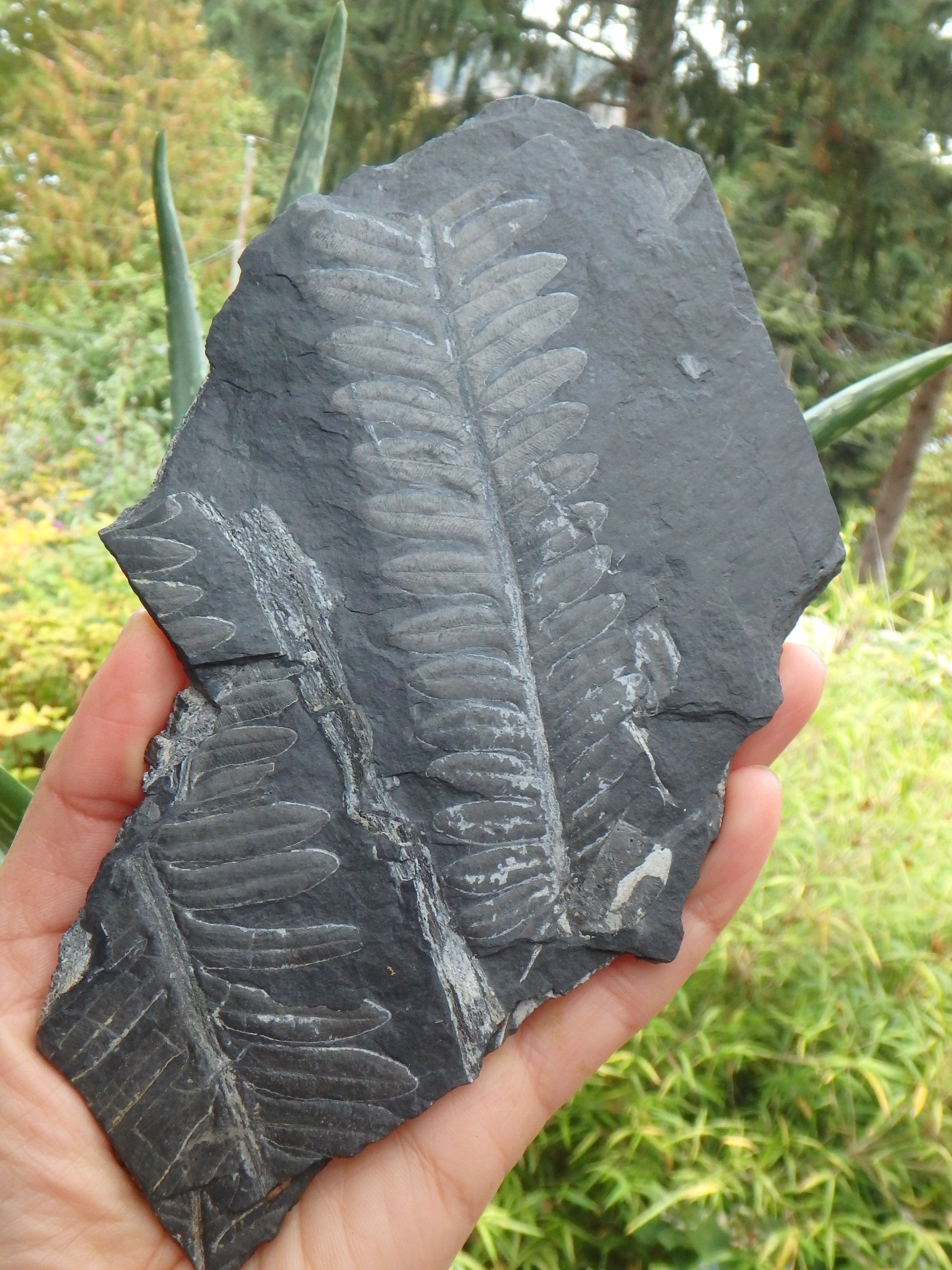 Xl Gorgeous Fern Fossil Display Specimen - Earth Family Crystals