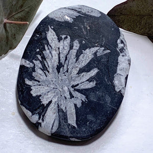 Stunning Complete Flower Natural Chrysanthemum Stone Specimen #1 - Earth Family Crystals