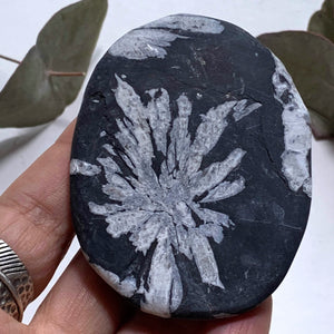 Stunning Complete Flower Natural Chrysanthemum Stone Specimen #1 - Earth Family Crystals