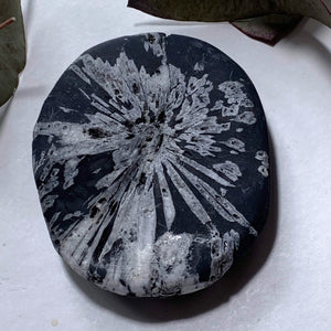 Stunning Complete Flower Natural Chrysanthemum Stone Specimen #2 - Earth Family Crystals