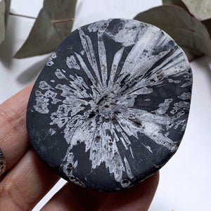 Stunning Complete Flower Natural Chrysanthemum Stone Specimen #2 - Earth Family Crystals