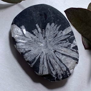 Stunning Complete Flower Natural Chrysanthemum Stone Specimen #3 - Earth Family Crystals