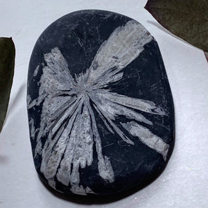 Stunning Complete Flower Natural Chrysanthemum Stone Specimen #4 - Earth Family Crystals