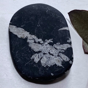 Stunning Complete Flower Natural Chrysanthemum Stone Specimen #4 - Earth Family Crystals