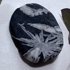 Unique Flower Natural Chrysanthemum Stone Specimen #5 - Earth Family Crystals