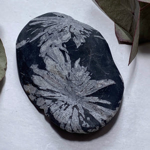 Unique Multi Flower Natural Patterns Chrysanthemum Stone Specimen #7 - Earth Family Crystals