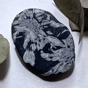 Unique Multi Flower Natural Patterns Chrysanthemum Stone Specimen #7 - Earth Family Crystals