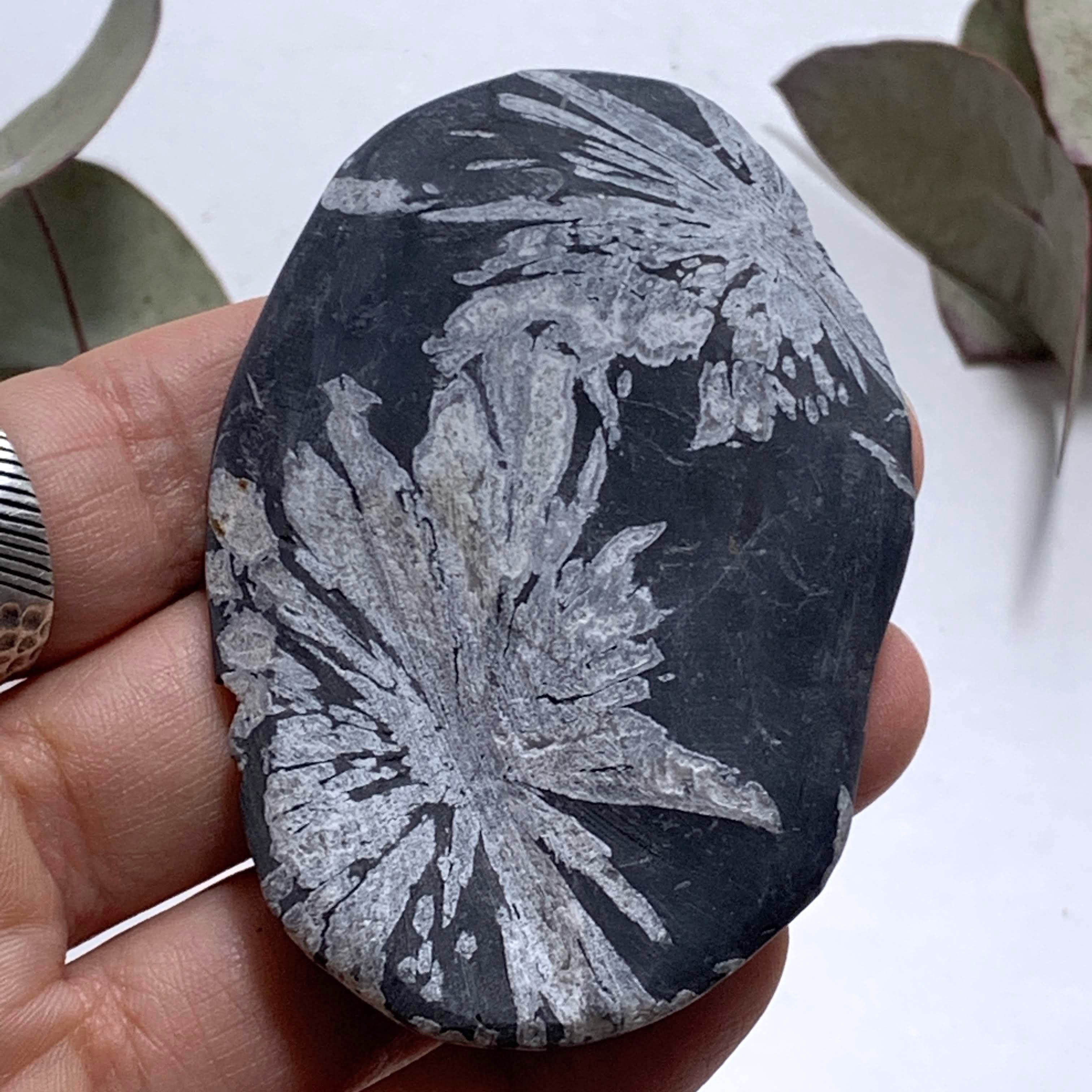 Unique Multi Flower Natural Patterns Chrysanthemum Stone Specimen #7 - Earth Family Crystals