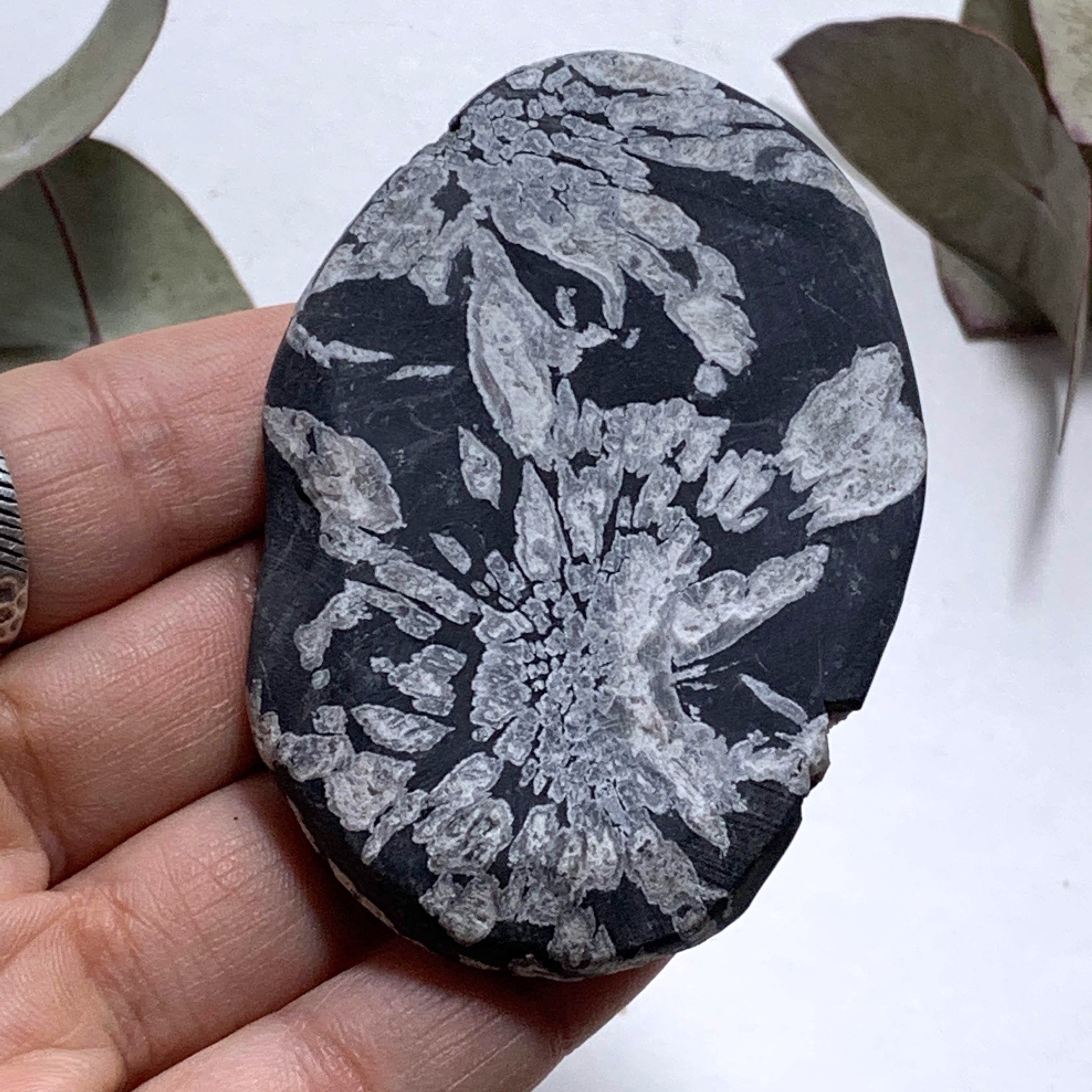 Unique Multi Flower Natural Patterns Chrysanthemum Stone Specimen #7 - Earth Family Crystals