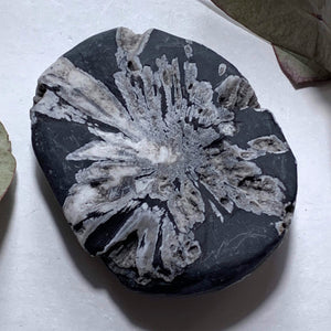 Unique Natural Flower Patterns & Deep Caves Chrysanthemum Stone Specimen #8 - Earth Family Crystals