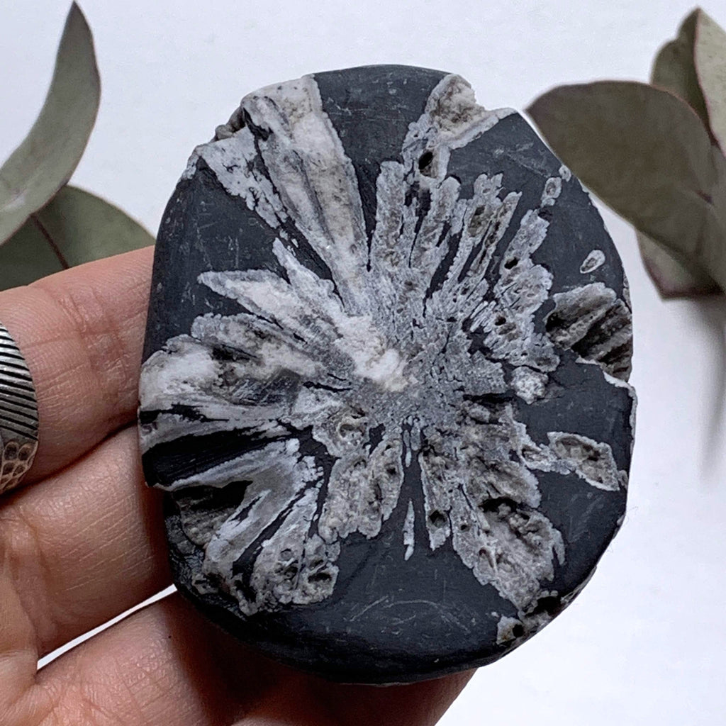 Unique Natural Flower Patterns & Deep Caves Chrysanthemum Stone Specimen #8 - Earth Family Crystals