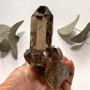 Natural Gemmy Rutilated Smoky Quartz Large Cluster From Brazil - Earth Family Crystals
