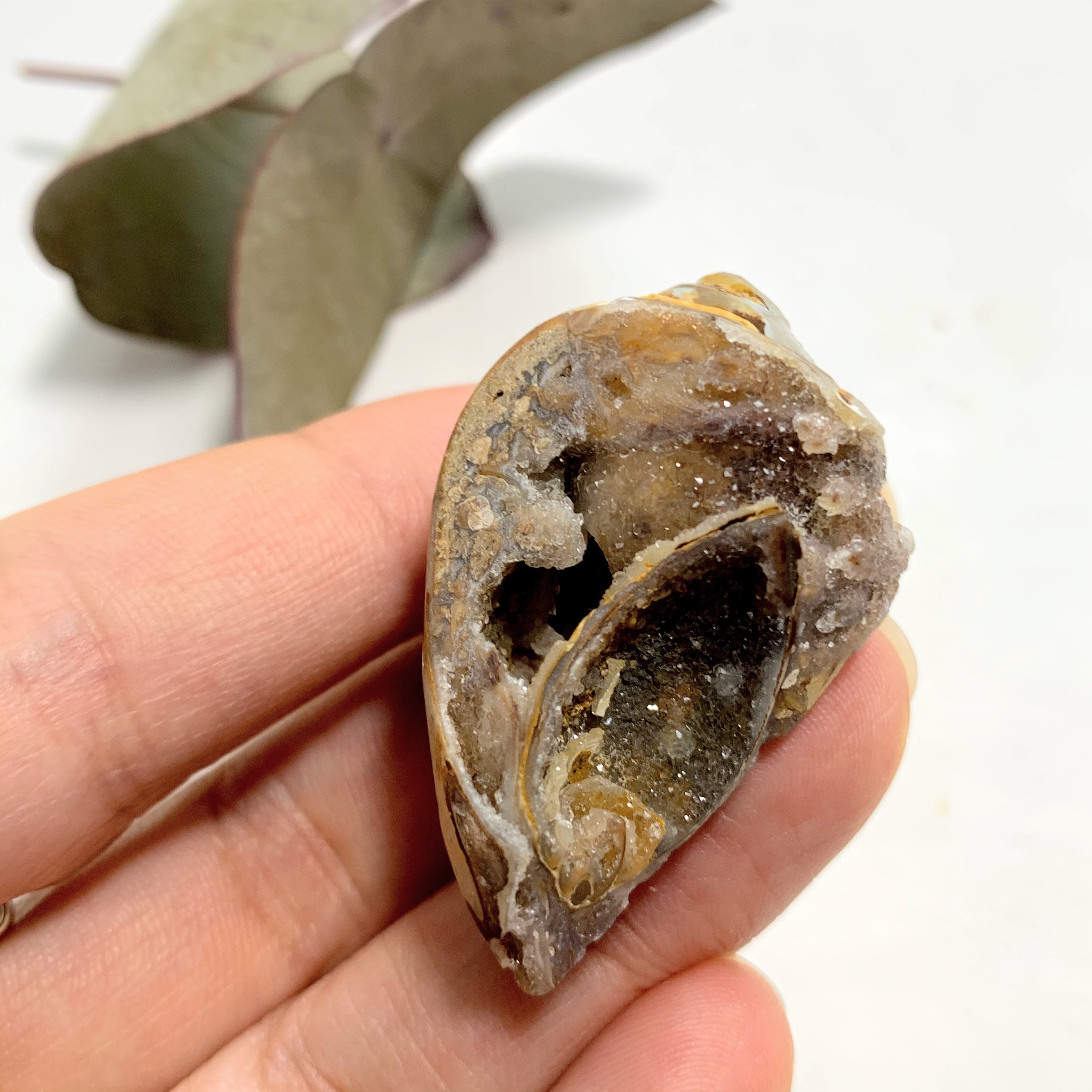 Gorgeous Sparkle! Aura Infused & Double Sided Druzy Spiralite Gemshell From India - Earth Family Crystals