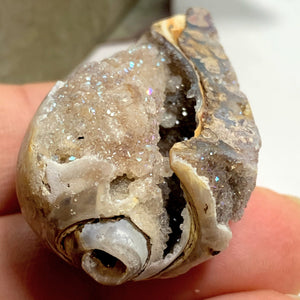 Gorgeous Sparkle! Aura Infused & Double Sided Druzy Spiralite Gemshell From India - Earth Family Crystals