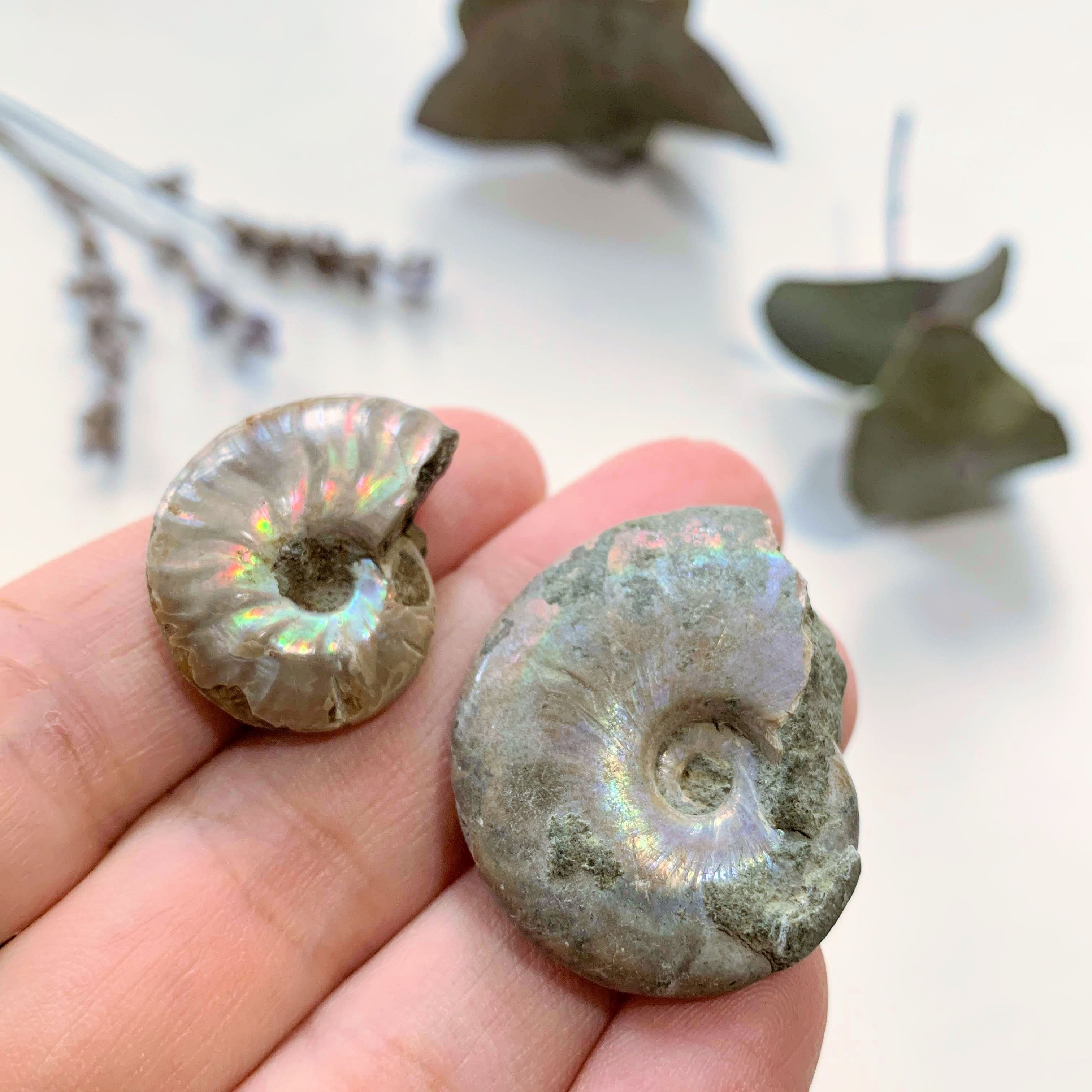 Set of 2 Cute Natural Rainbow Ammonite Small Fossils ~Locality Madagascar