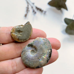 Set of 2 Cute Natural Rainbow Ammonite Small Fossils ~Locality Madagascar