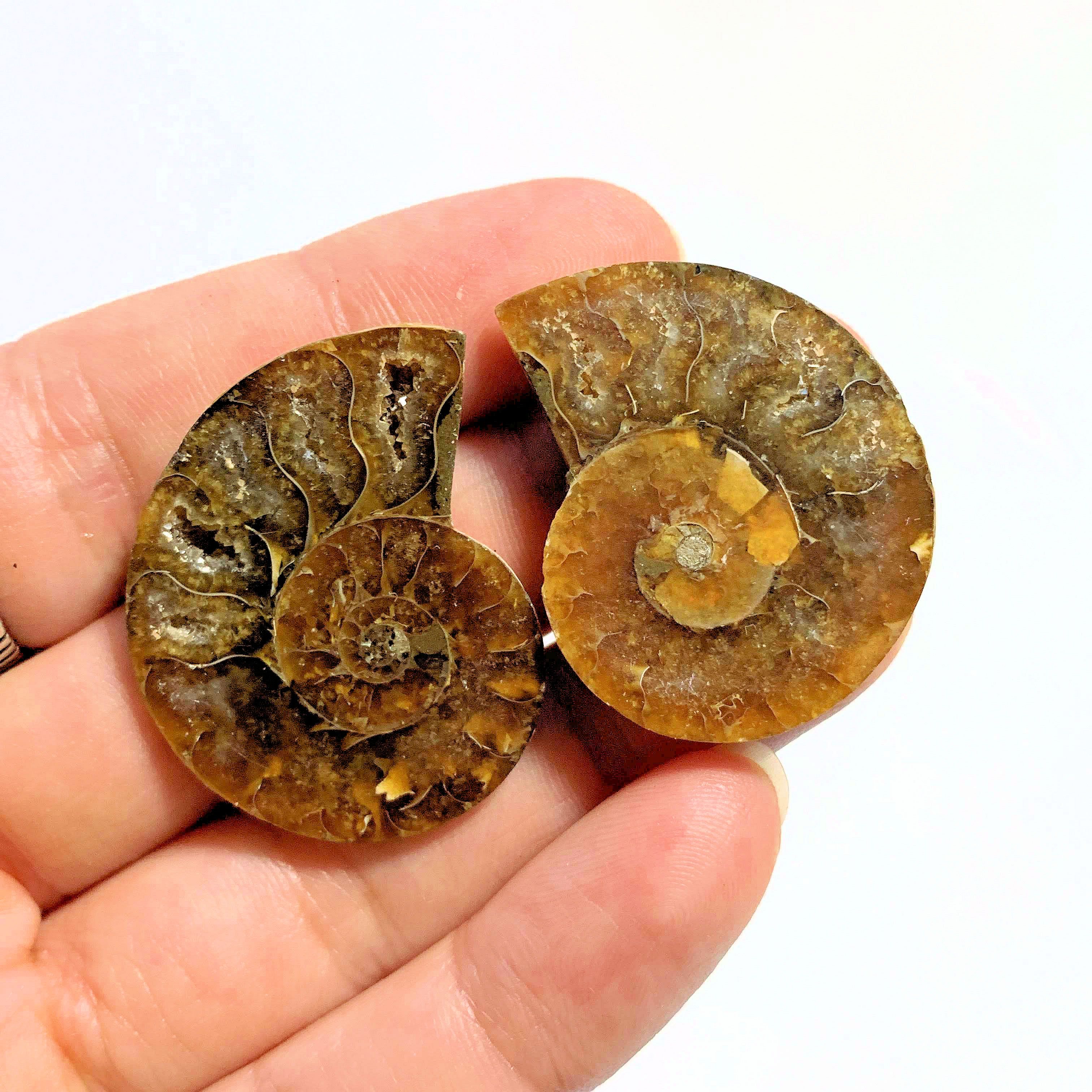 Druzy Caves~ Complete Ammonite Small Set Partially Polished From Madagascar - Earth Family Crystals