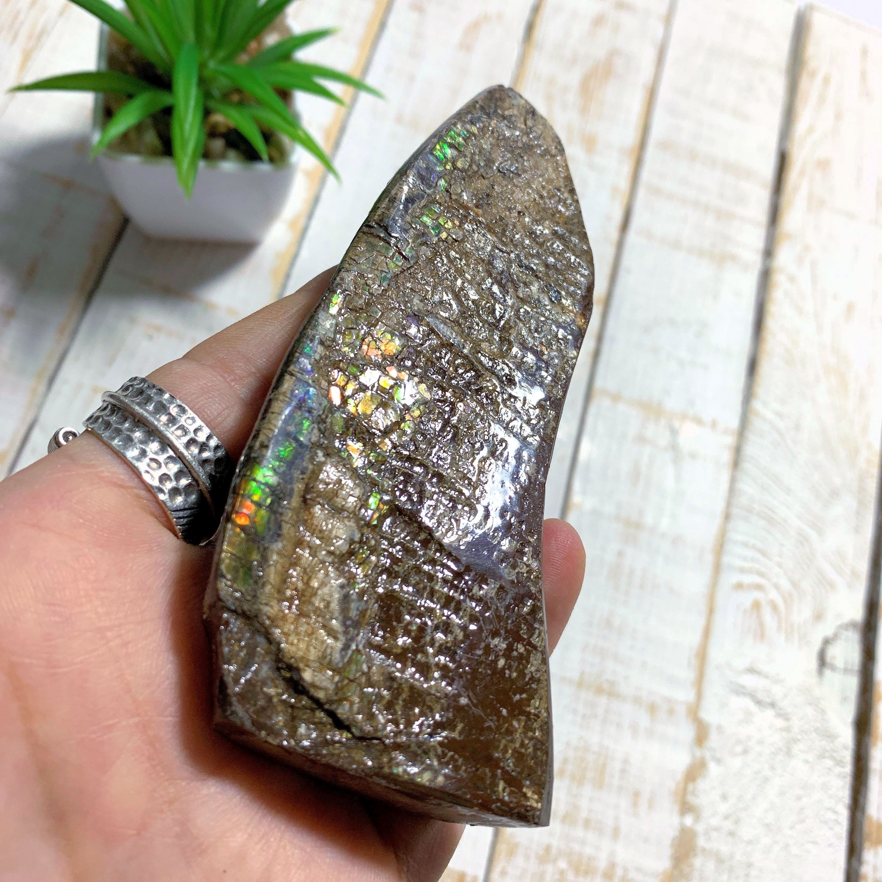 Chunky Alberta Ammolite Fossil Free Form Hand Held Specimen (Partially Glazed) - Earth Family Crystals