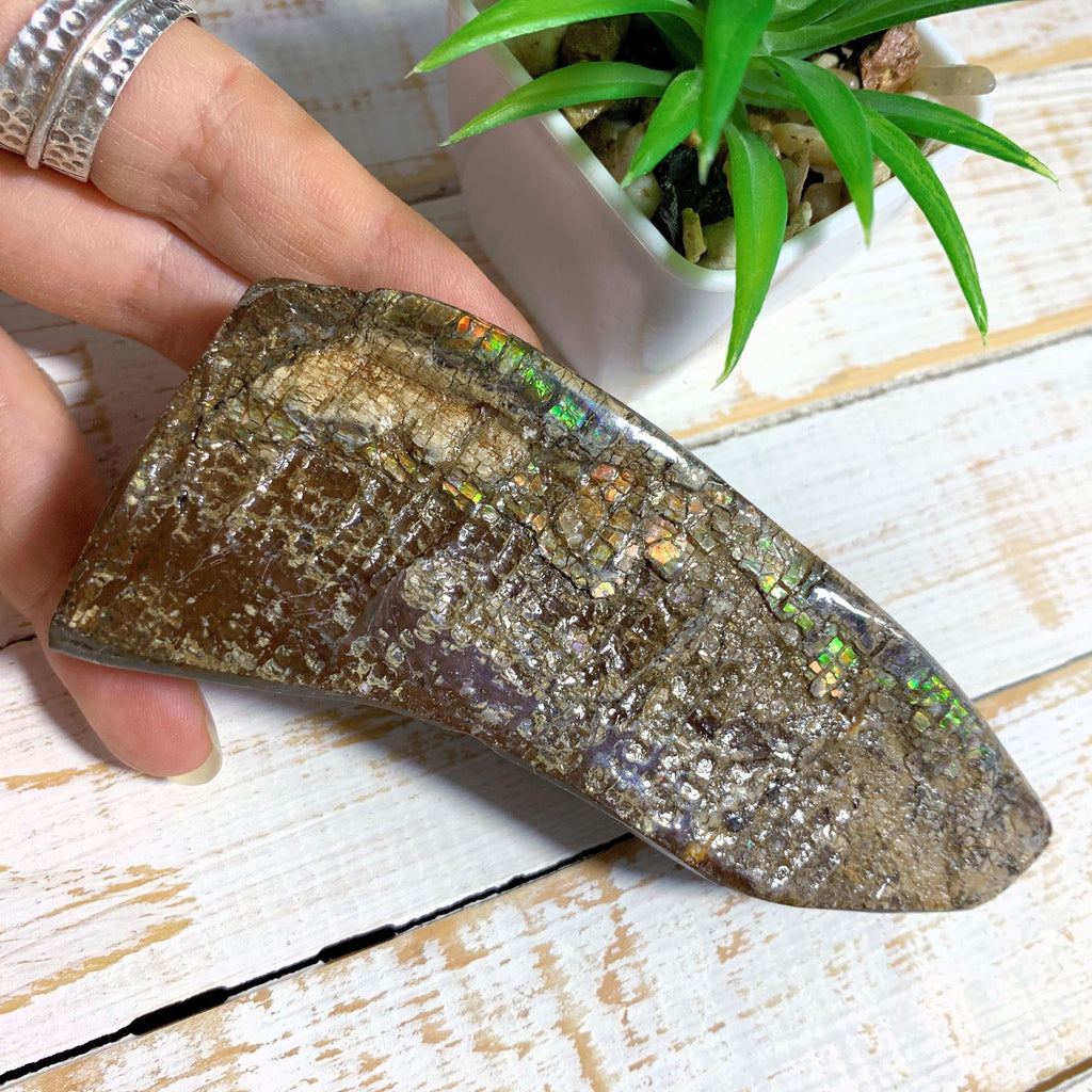 Chunky Alberta Ammolite Fossil Free Form Hand Held Specimen (Partially Glazed) - Earth Family Crystals