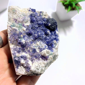 Rare & Unusual Deep Blue Fluorite Crystals on Matrix - Earth Family Crystals